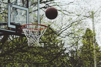 basketball, backboard, ball, basketball court, tree