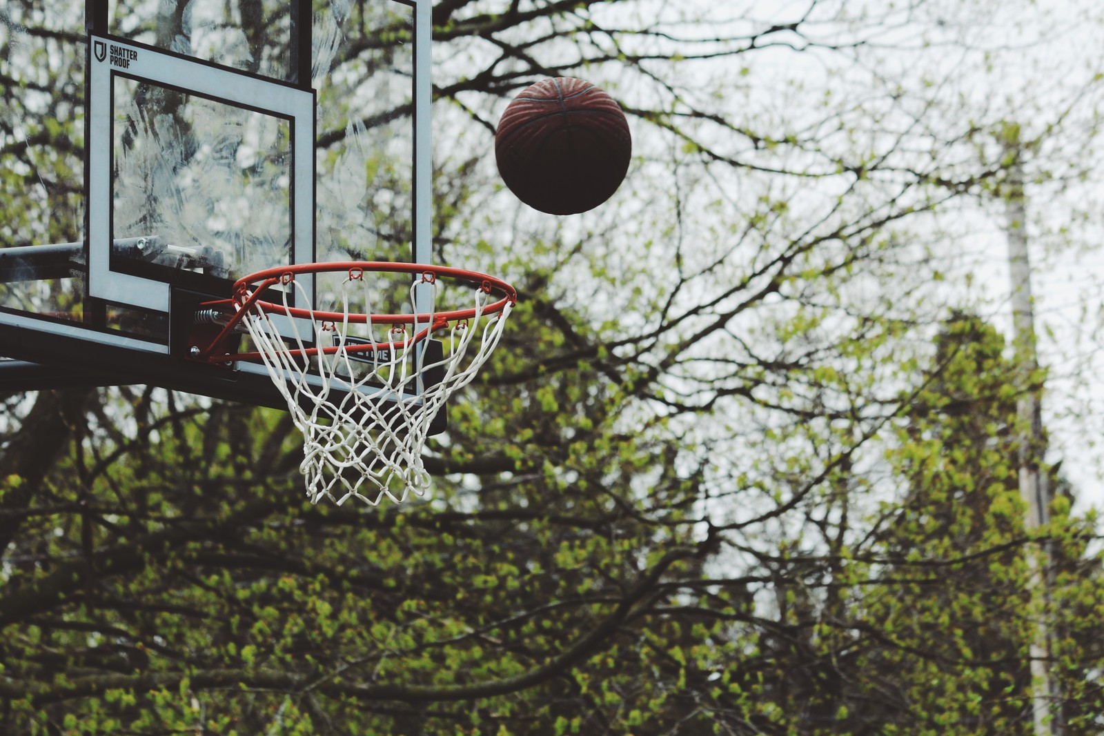 Un primer plano de un balón de baloncesto pasando por un aro en un parque (baloncesto, tablero de respaldo, pelota, cancha de baloncesto, árbol)