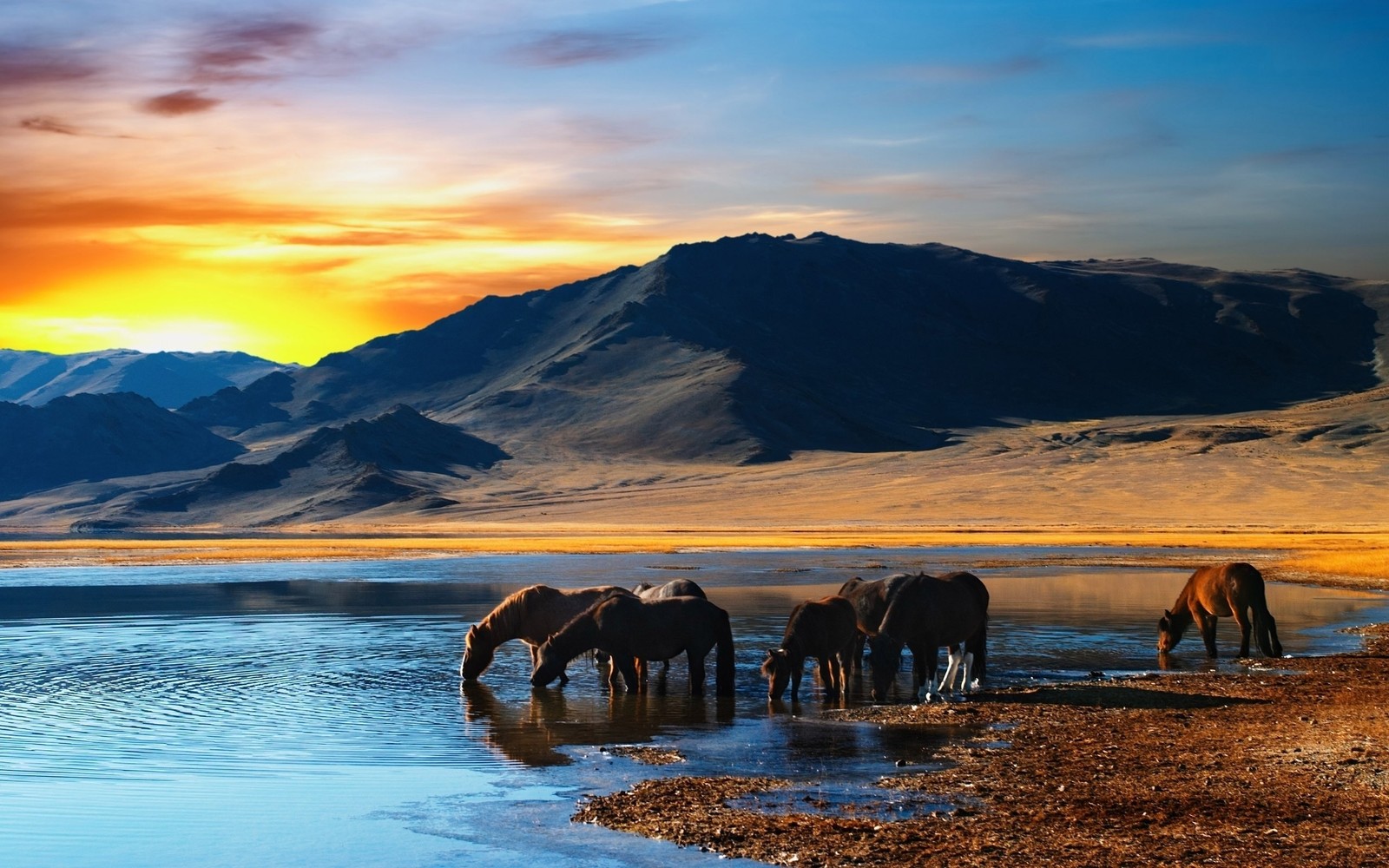 Cavalos bebendo água em um lago com montanhas ao fundo (natureza, reflexo, wild, nuvem, manhã)