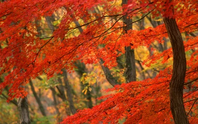 Lebendige Herbstlaub in einem Ahornwald