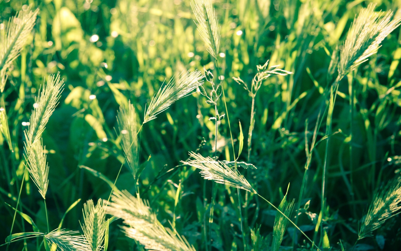 A close up of a field of grass with a lot of green grass (grass family, rye, vegetation, crop, agriculture)