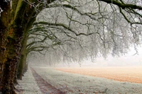 arbre, nature, branche, neige, hiver