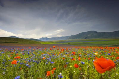 prairie, fleur, fleur sauvage, plante, écorégion