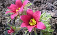 Brillantes brotes de anémona rosa en el suelo del jardín de primavera