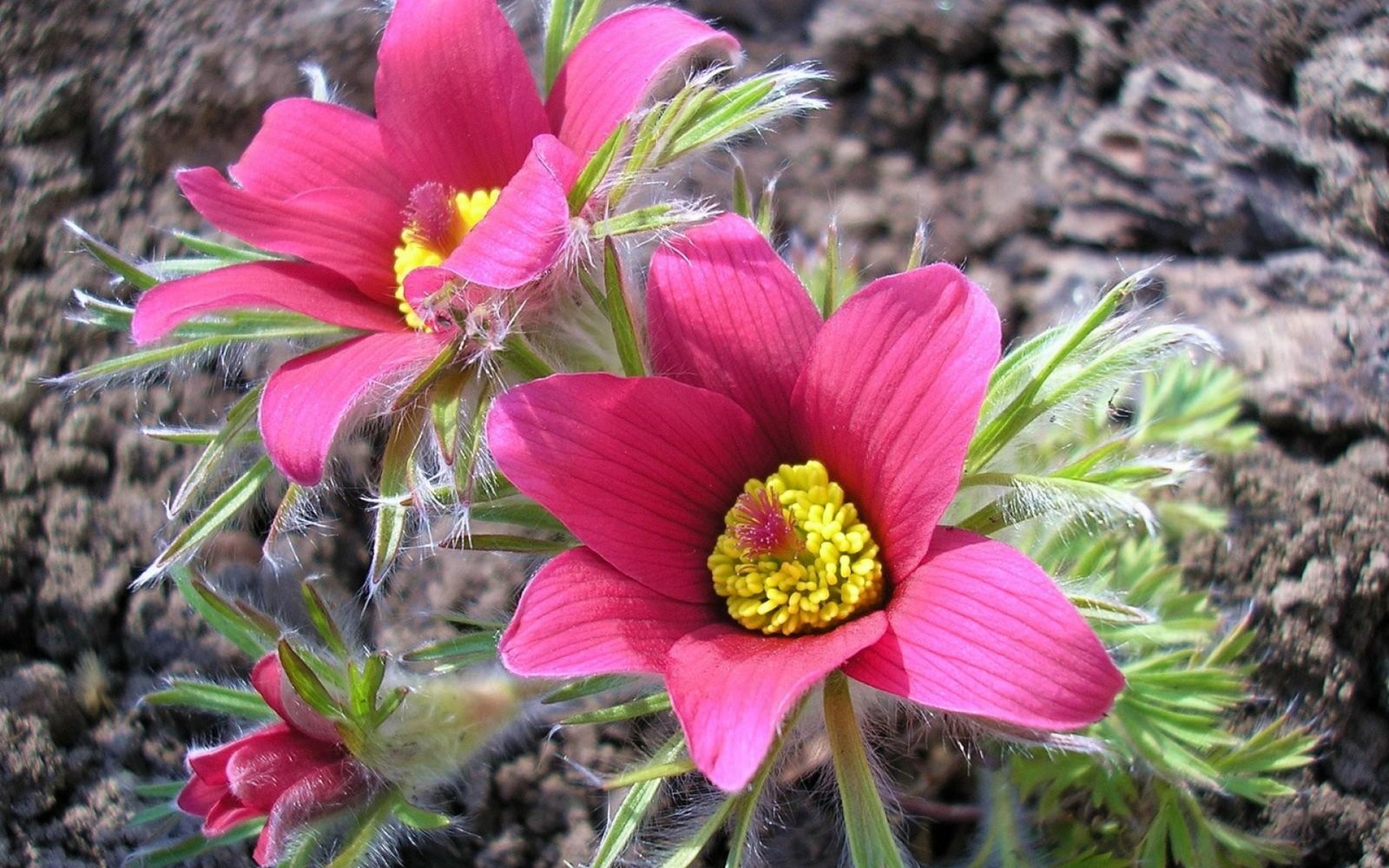 Il y a deux fleurs roses qui poussent du sol (anémone, anemone, pétale, plante à fleurs, fleur sauvage)