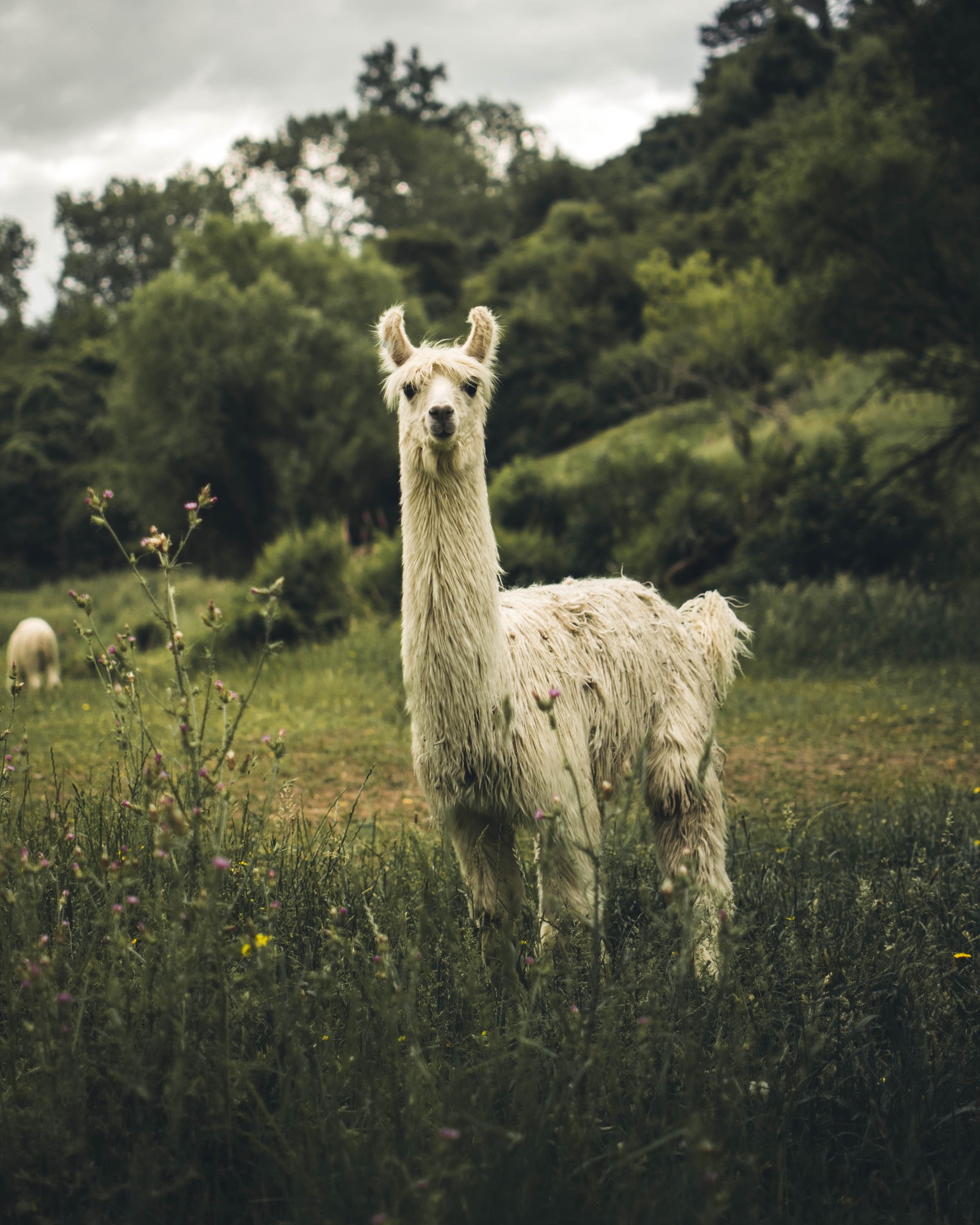 Hay una llama de pie en un campo con ovejas al fondo (paisaje natural, verde, prado, pradera, vida silvestre)