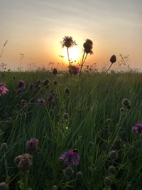 Sunset Over Wildflower Grassland