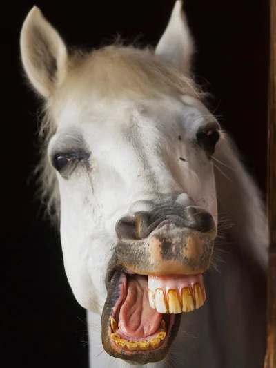 Portrait humoristique d'un cheval blanc souriant