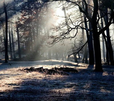 Enchanted Forest: Light and Shadow Dancing Among the Trees