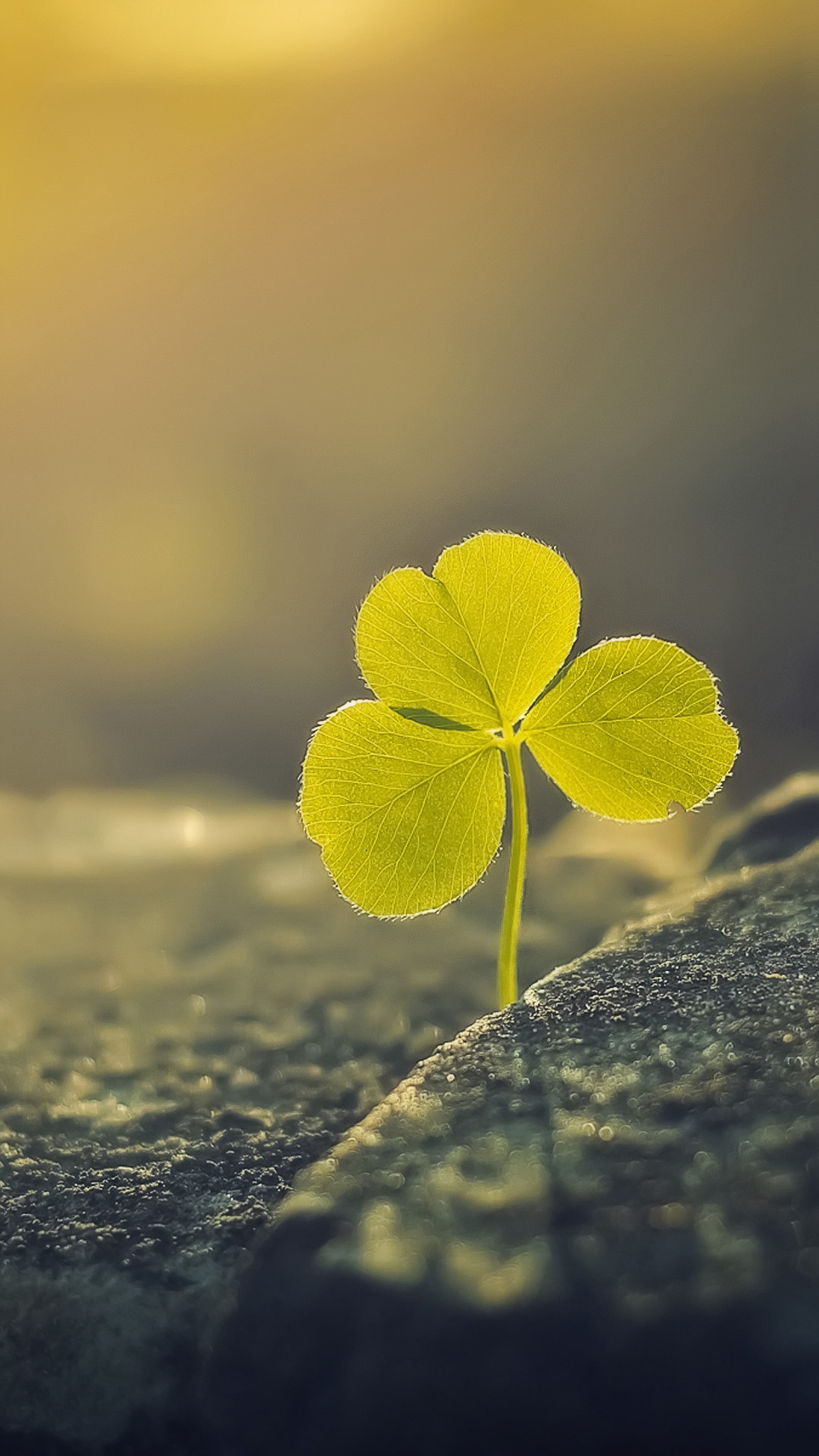 Uma planta arafed com folhas crescendo de uma rocha ao sol (1080p, bokeh, trevo, folha, macro)