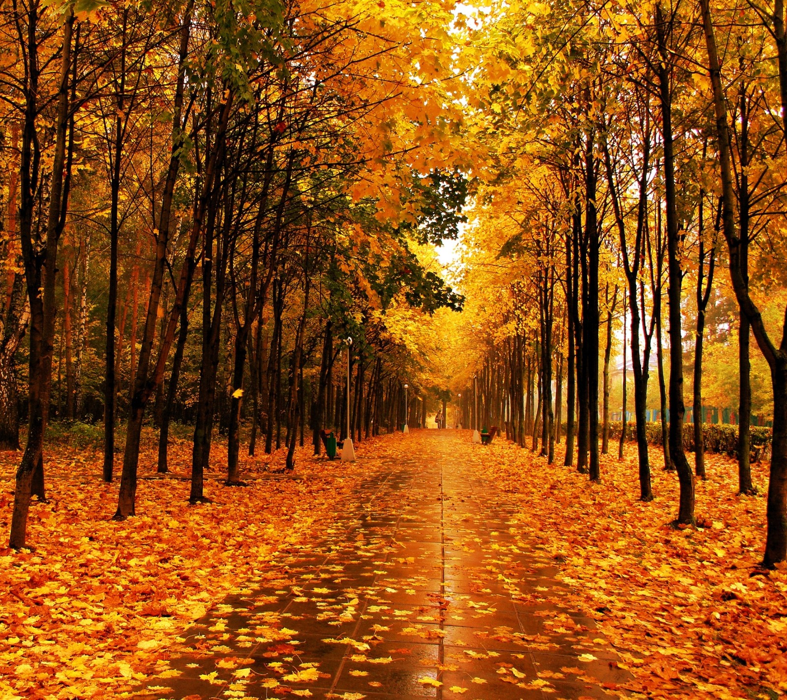 Téléchargez le fond d'écran automne, forêt, paysage, orange, saison