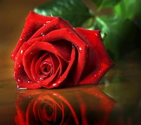 drops, love, romantic, rose wallpaper