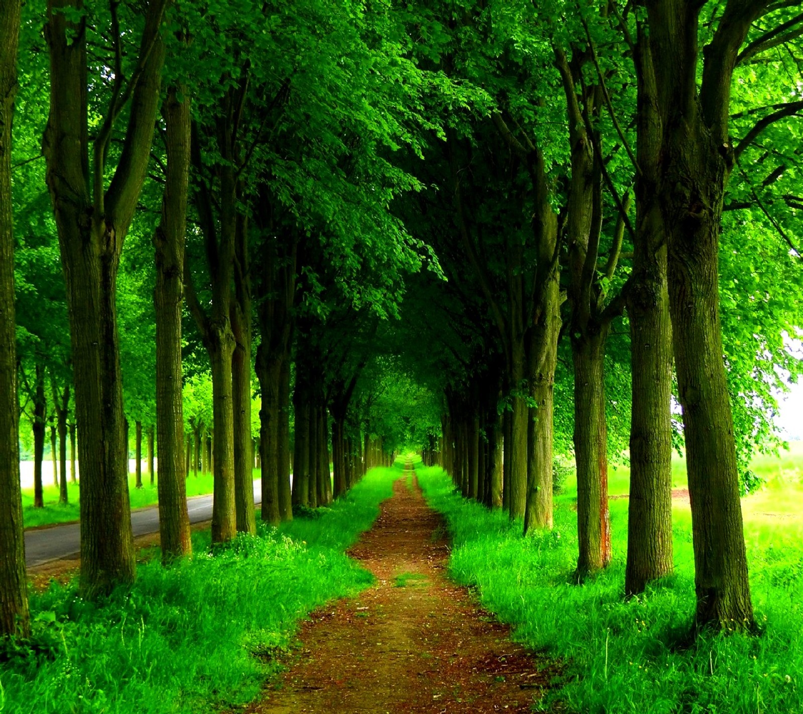 Vista de um caminho através de uma floresta verde com árvores (natureza)