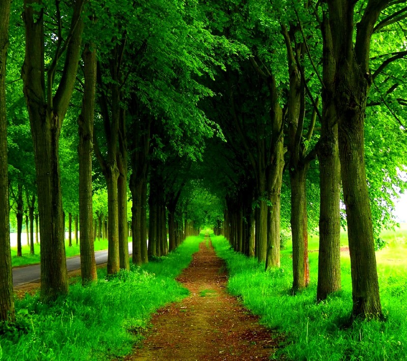 Vue d'un chemin à travers une forêt verte avec des arbres (nature)