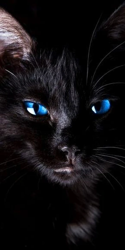 Llamativo gatito negro con cautivadores ojos azules