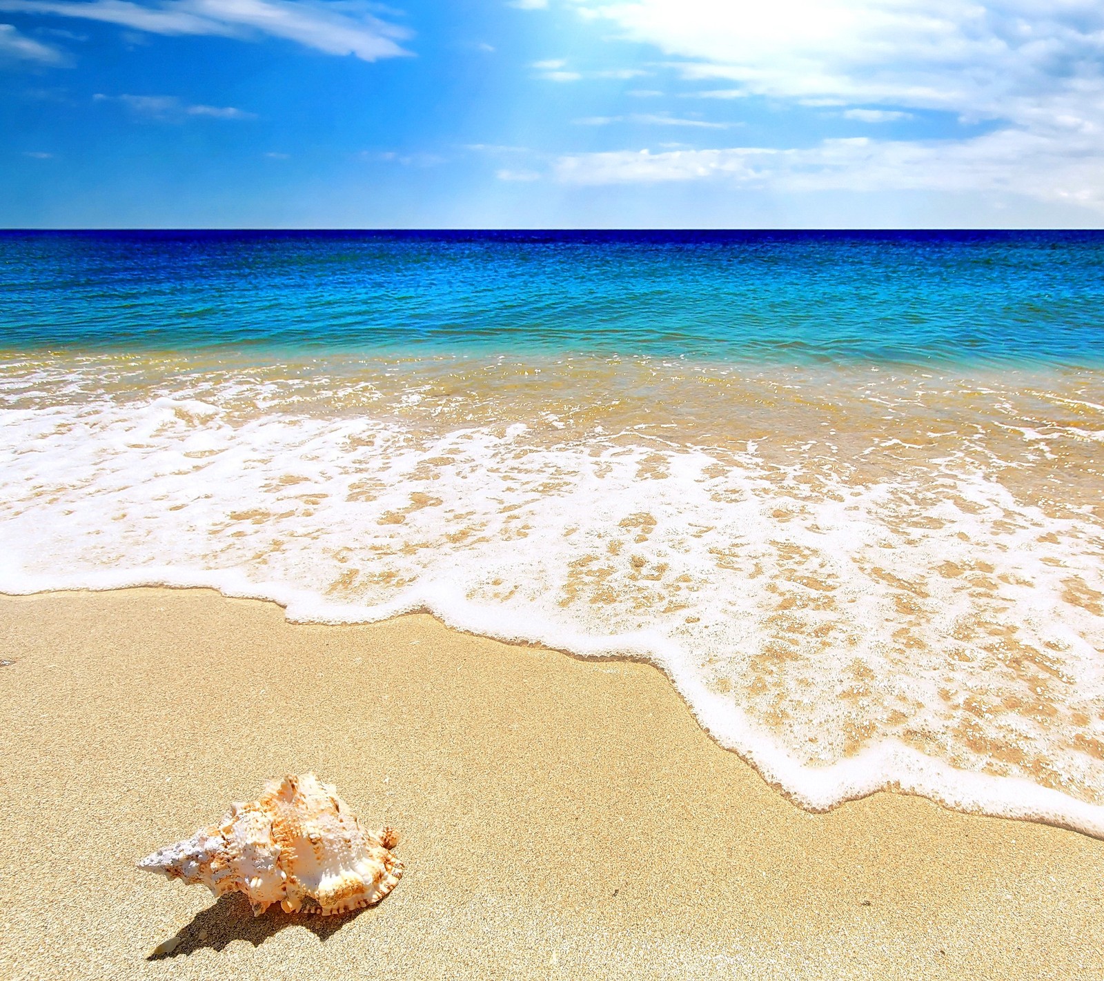 Concha desfocada na praia com céu azul e oceano ao fundo (praia, mar, casca, verão)