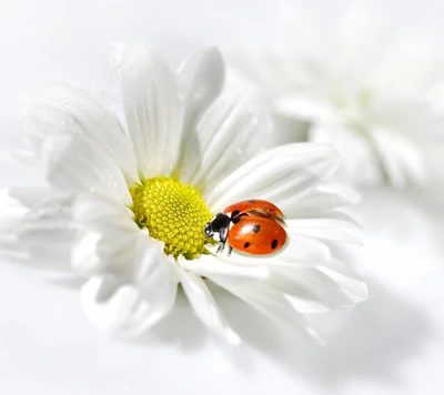 Fleur de camomille délicate avec coccinelle au printemps