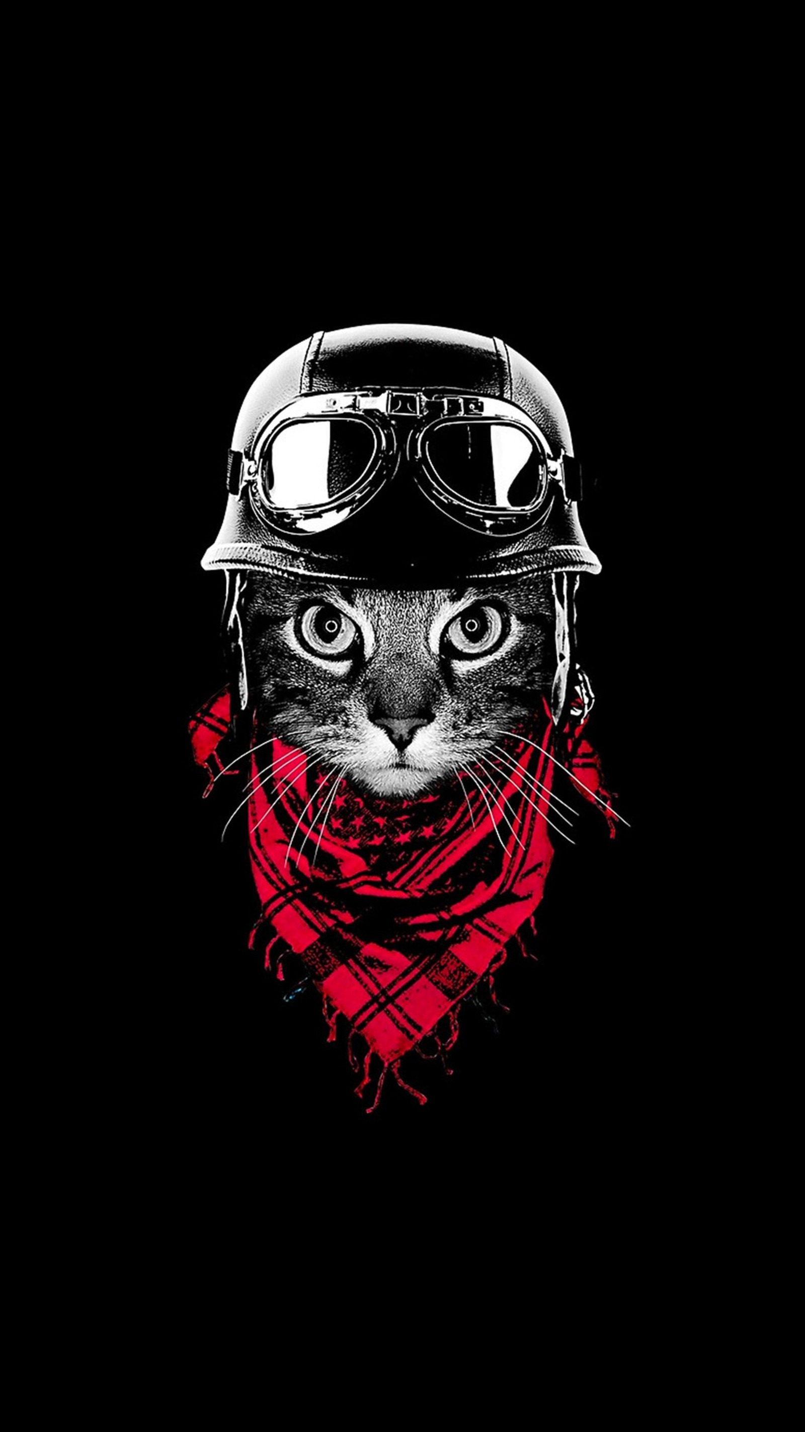 A close up of a cat wearing a motorcycle helmet and a scarf (cat, biker, cool, best, cute)