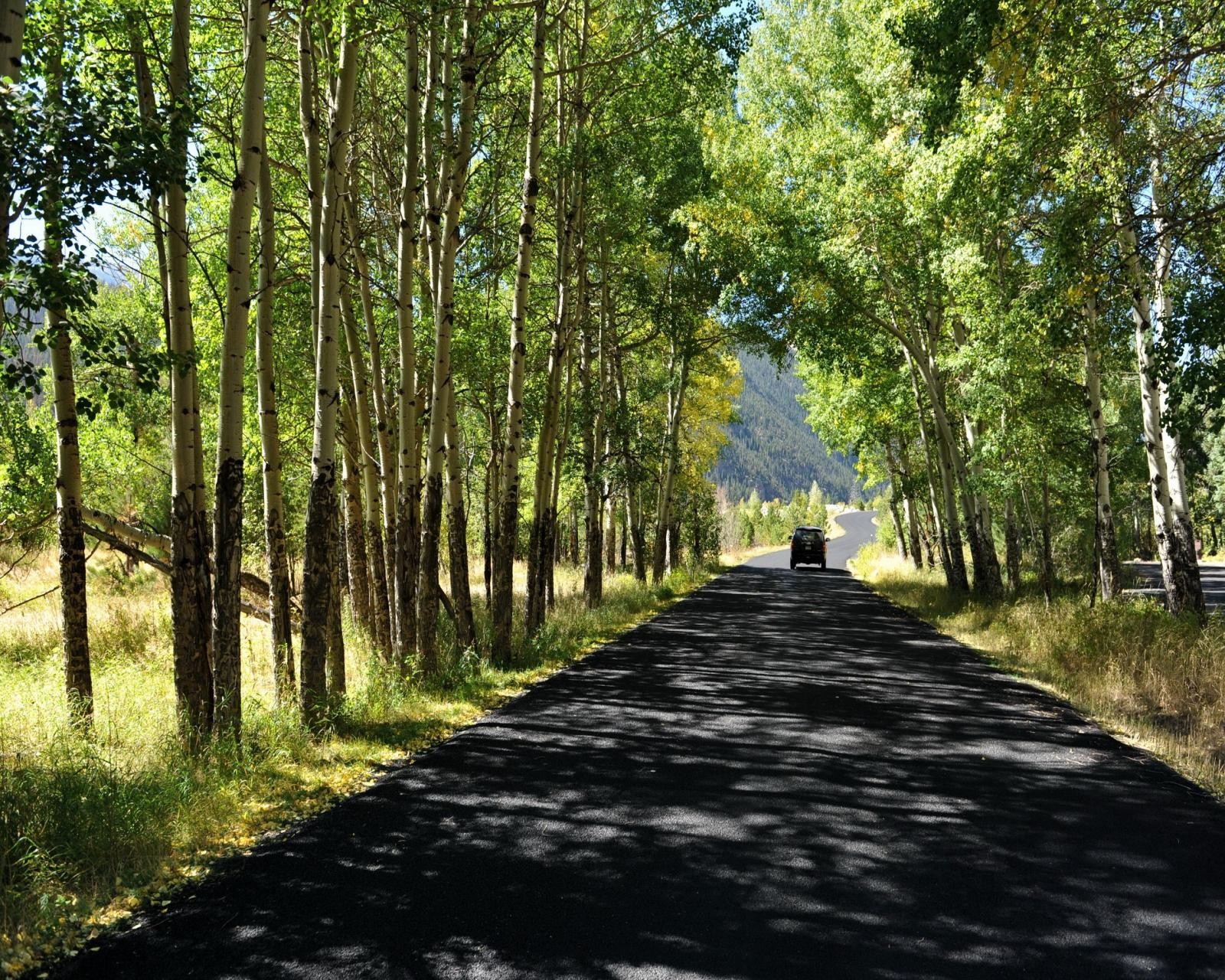 A visão de um carro dirigindo por uma estrada à sombra de árvores (carro, floresta, grama, natureza, estrada)