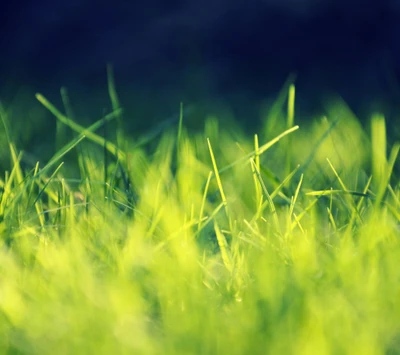 Vibrant Green Grass in HD