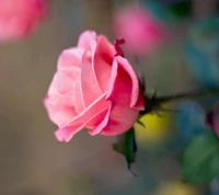 flower, nature, pink wallpaper