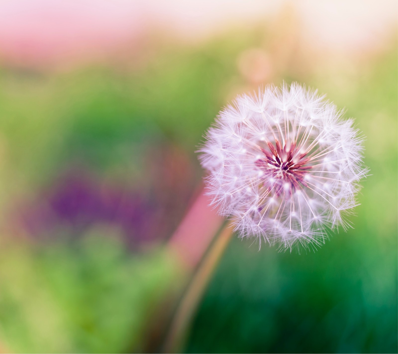 Arafed dandelion with a blurry background of green grass (htc, m8)