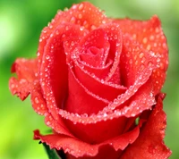 hermoso, flor, amor, rosa