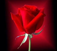 Download red rose, wallpaper for free