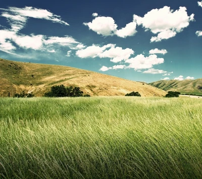 Champs verts luxuriants sous un ciel bleu avec des nuages moelleux