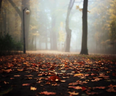 Herbstblätter säumen eine neblige Straße