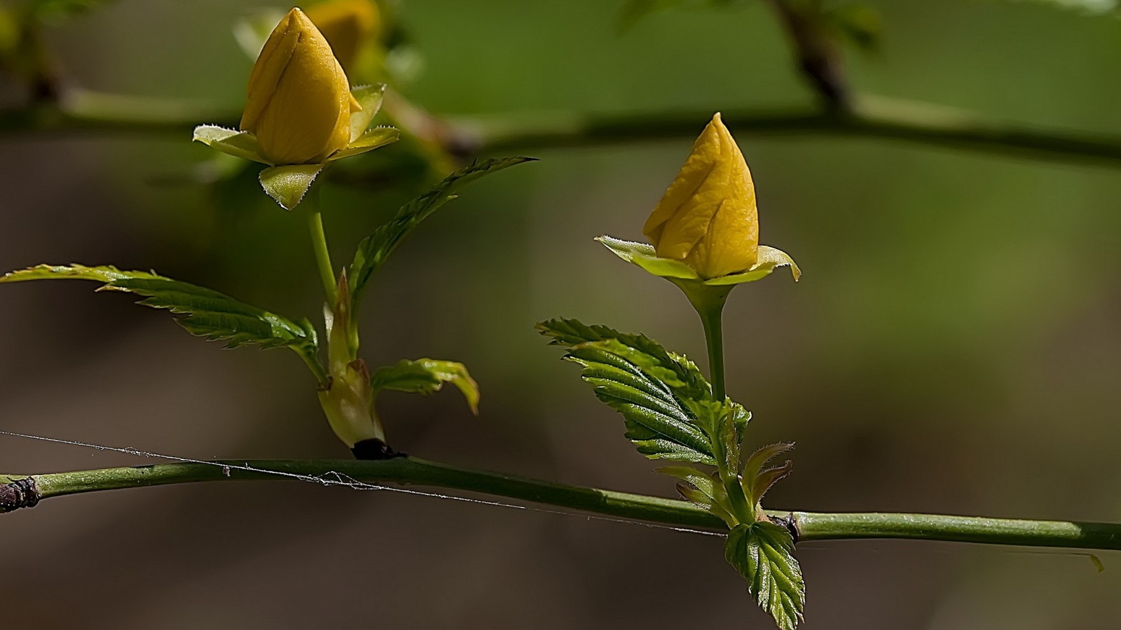 Il y a une petite fleur jaune sur une branche avec un insecte dessus (jaune, plante, plante à fleurs, bourgeon, tige de plante)