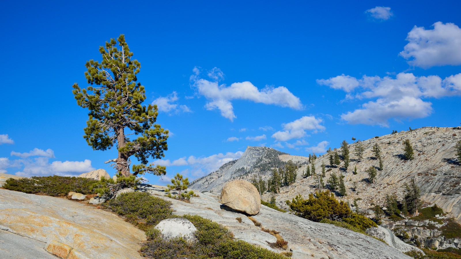 Uma visão de uma árvore solitária em uma montanha rochosa com um céu azul (parque nacional de yosemite, vale de yosemite, yosemite valley, parque, montanha)