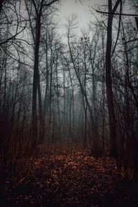 forêt, arbre, boisé, paysage naturel, nature