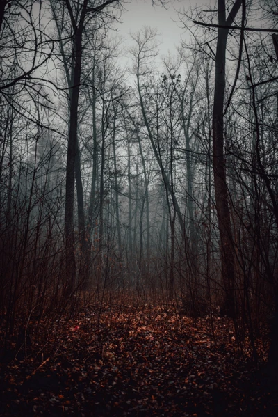 wald, baum, waldland, natürliche landschaft, natur