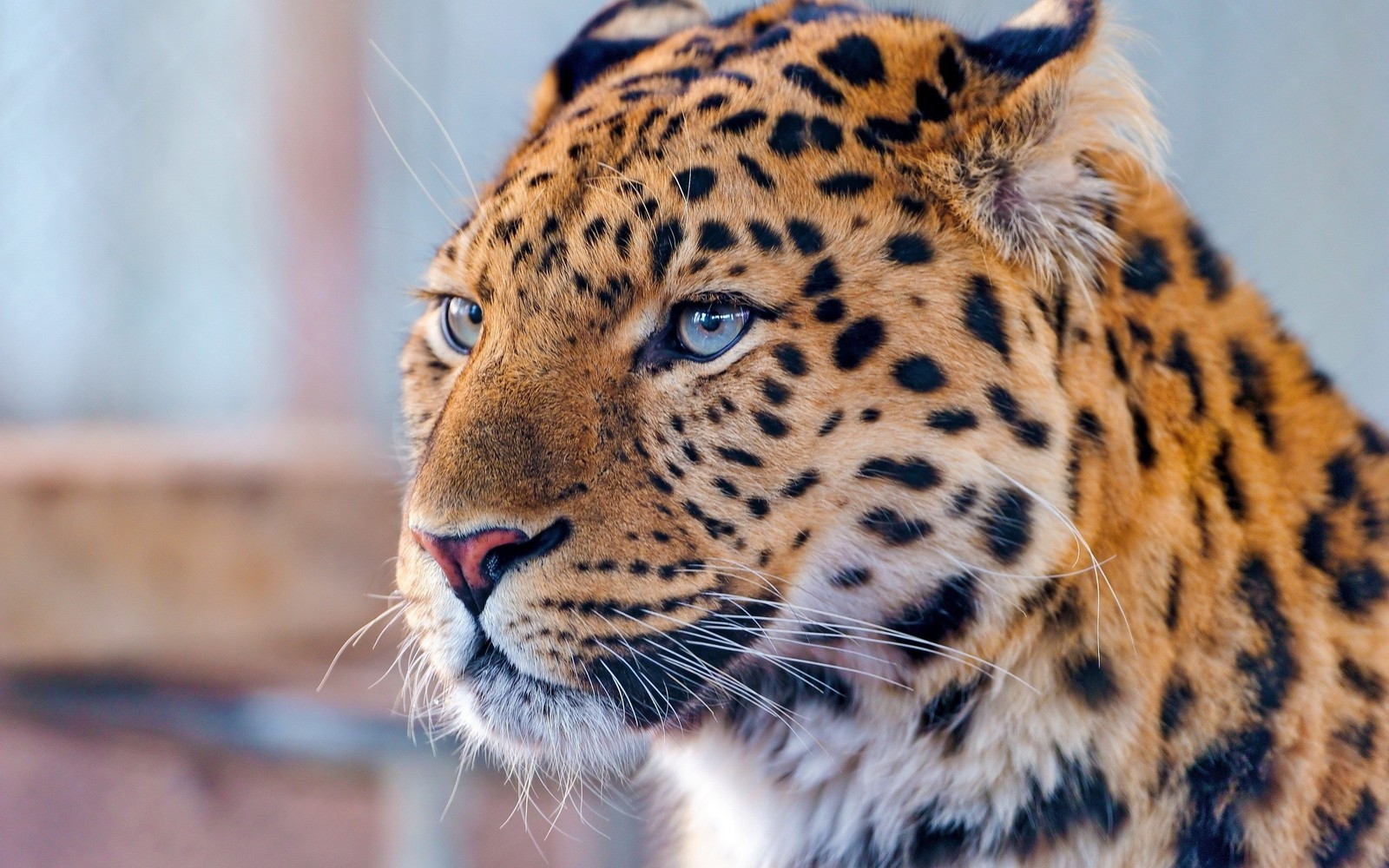 Girafe avec un œil bleu regardant quelque chose au loin (felidae, léopard de lamour, guépard, animal terrestre, faune)