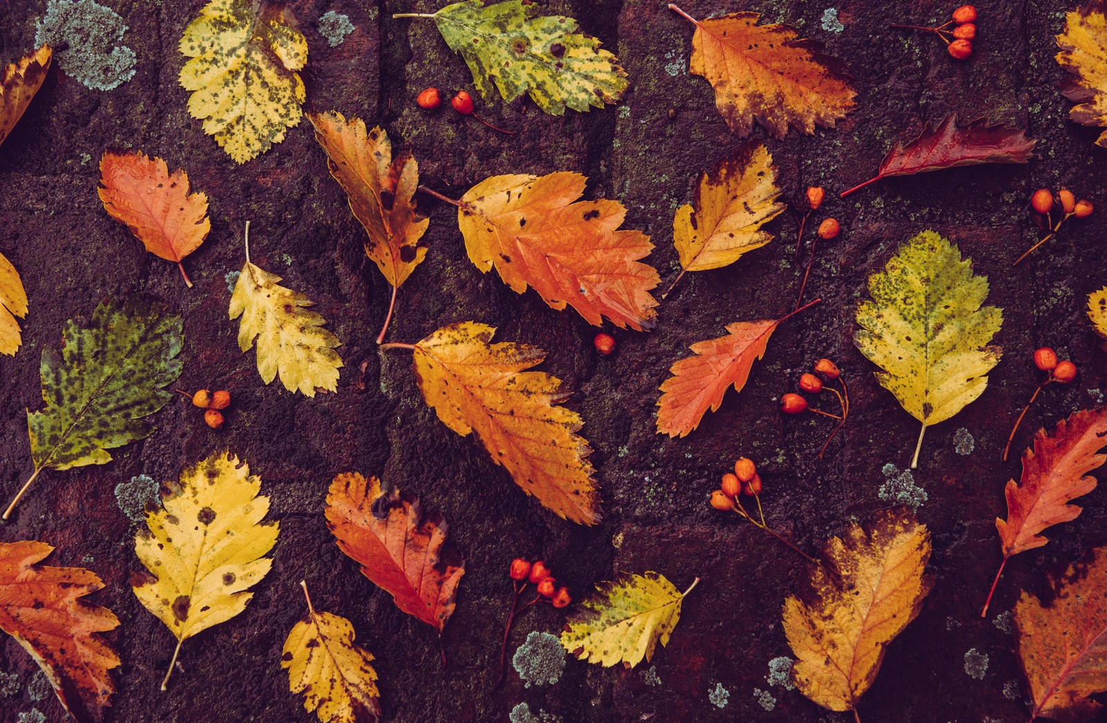 autumn leaves, foliage, fallen leaves, leaf background, 5k wallpaper