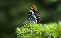 mariposa, insecto, polillas y mariposas, polinizador, licénido