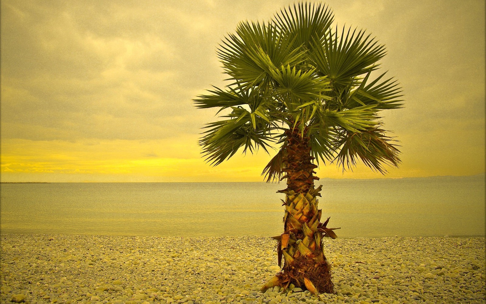 Hay una palmera en la playa con un cielo amarillo (árbol, árbol de palma, vegetación, planta leñosa, trópicos)