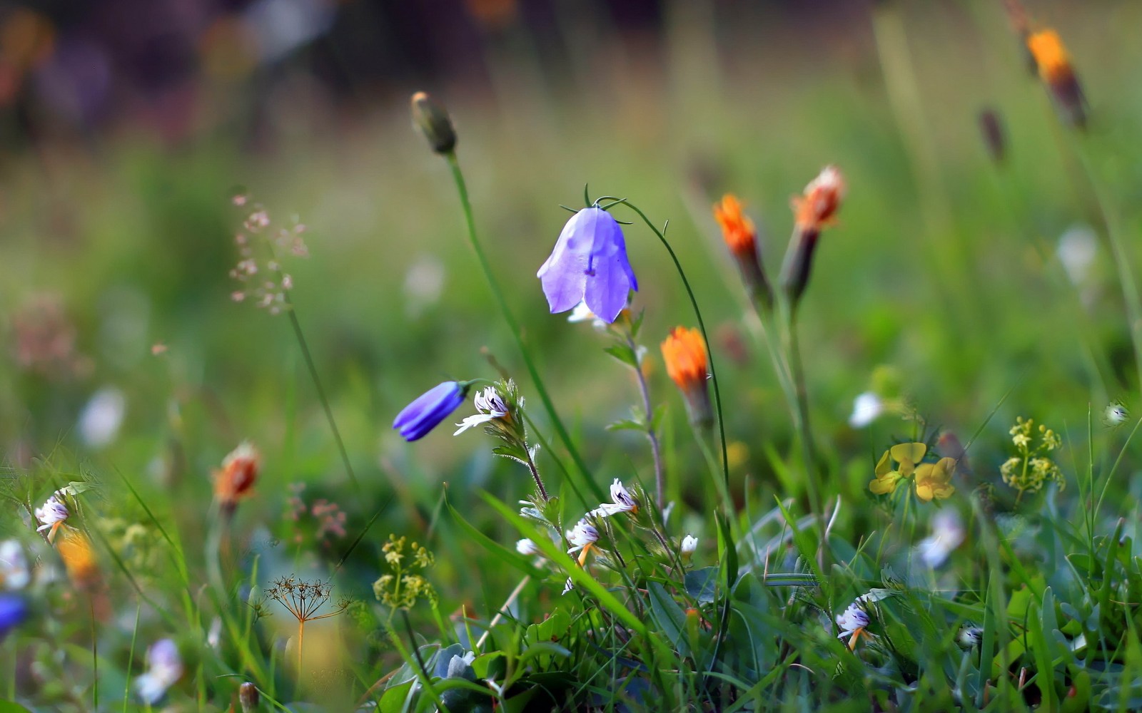 Hay muchas flores diferentes en la hierba con un fondo borroso (flor, flor silvestre, planta, pradera, pasto)