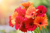 Bouquet vibrante de margaridas Gerbera em tons de vermelho e laranja, banhado em suave luz do sol