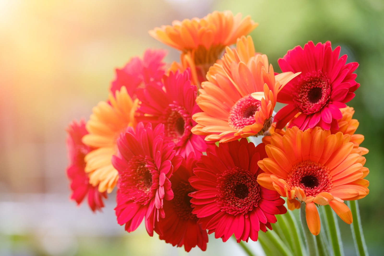 Il y a beaucoup de fleurs dans un vase sur une table (gerbera, bouquet, fleurs rouges, fleurs orange, floraison)