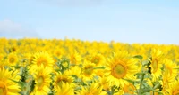 naturaleza, flor, amarillo, girasol, planta floreciendo