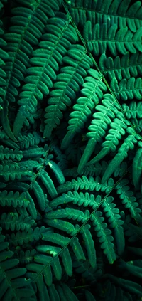 Lush Green Fern Leaves in Vibrant Detail