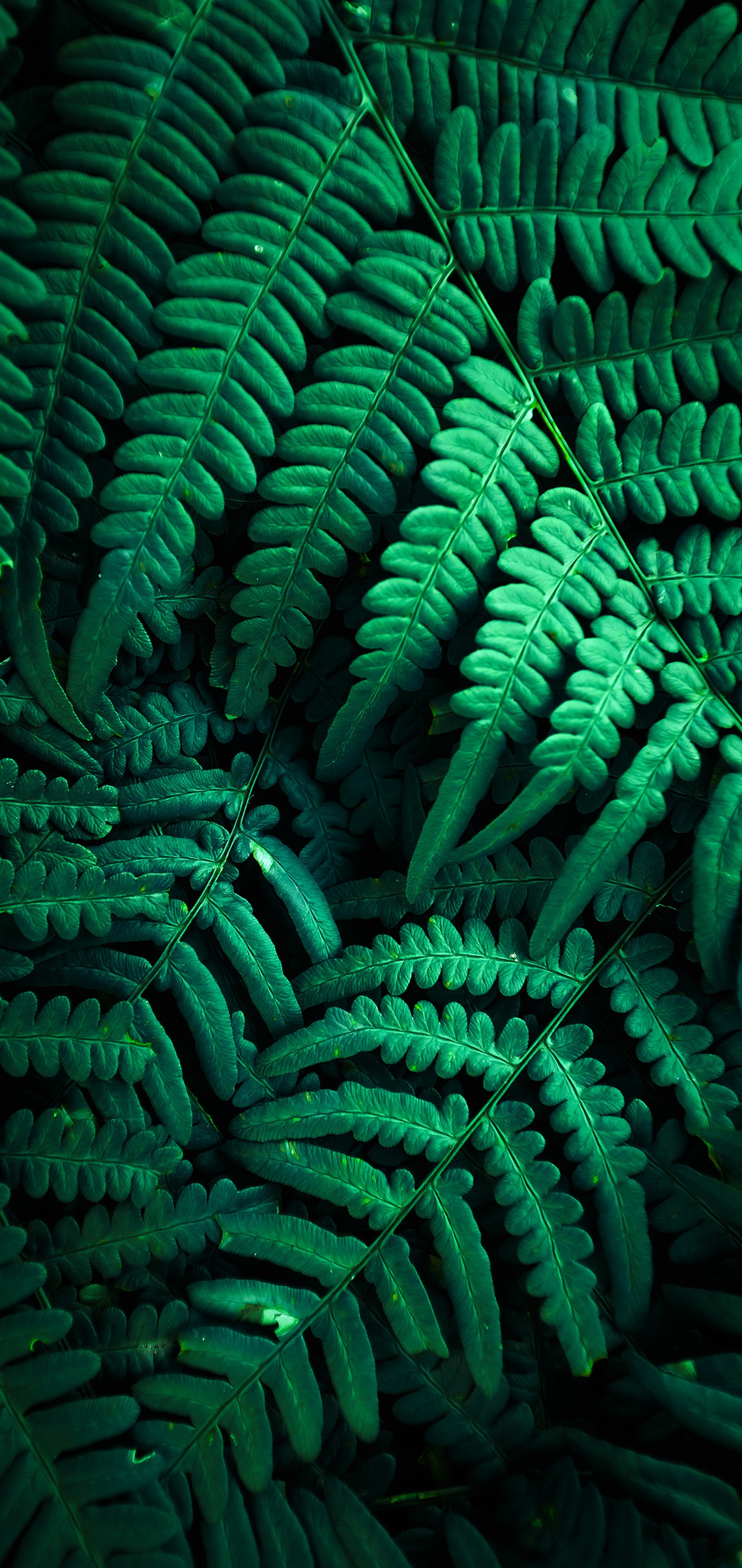 Arafed green plant with leaves in a dark room (vegetation, colored, plant, green, light)