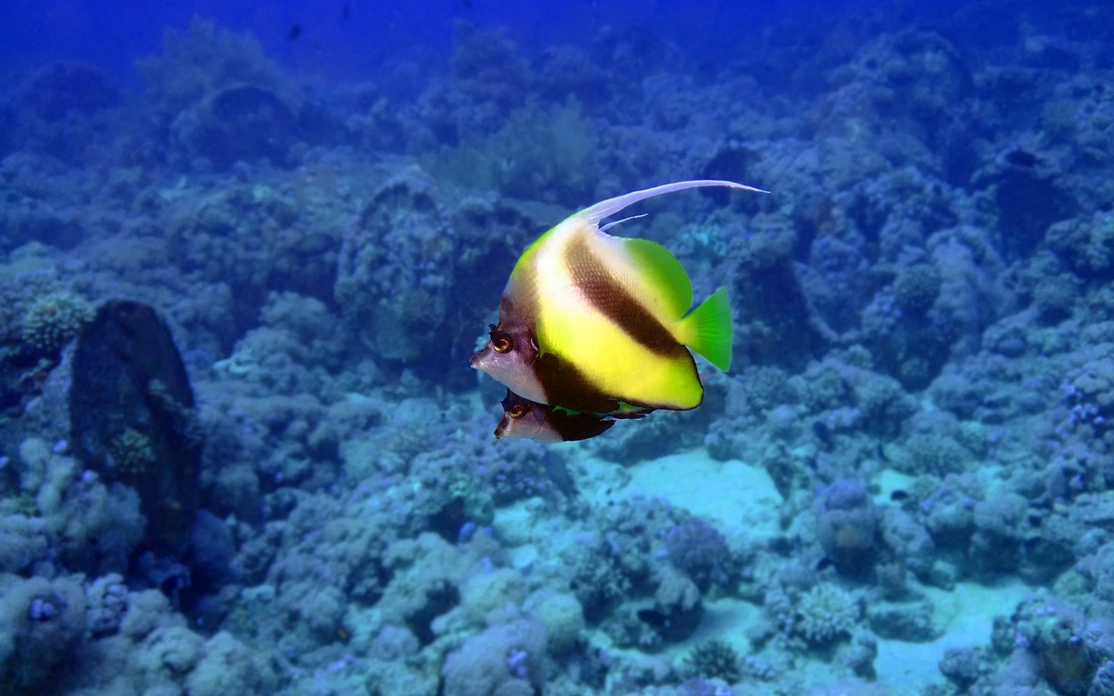 Un primer plano de un pez nadando en el océano cerca de las rocas (ecosistema, peces de arrecife de coral, arrecife de coral, arrecife, subacuático)