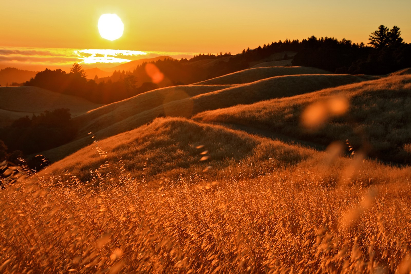 Colina gramada com um pôr do sol ao fundo (luz solar, luz, manhã, pastejo, campo)