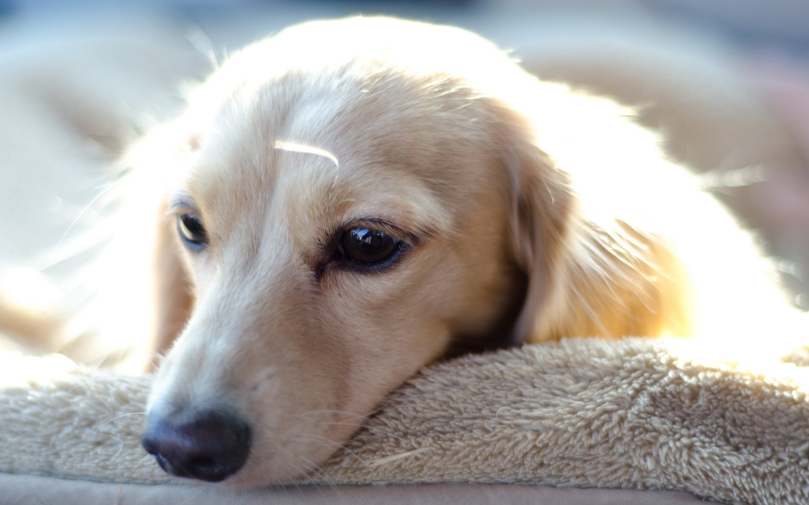 Há um cachorro deitado em uma coberta (filhote, focinho, raça de cachorro, canidae, golden retriever)