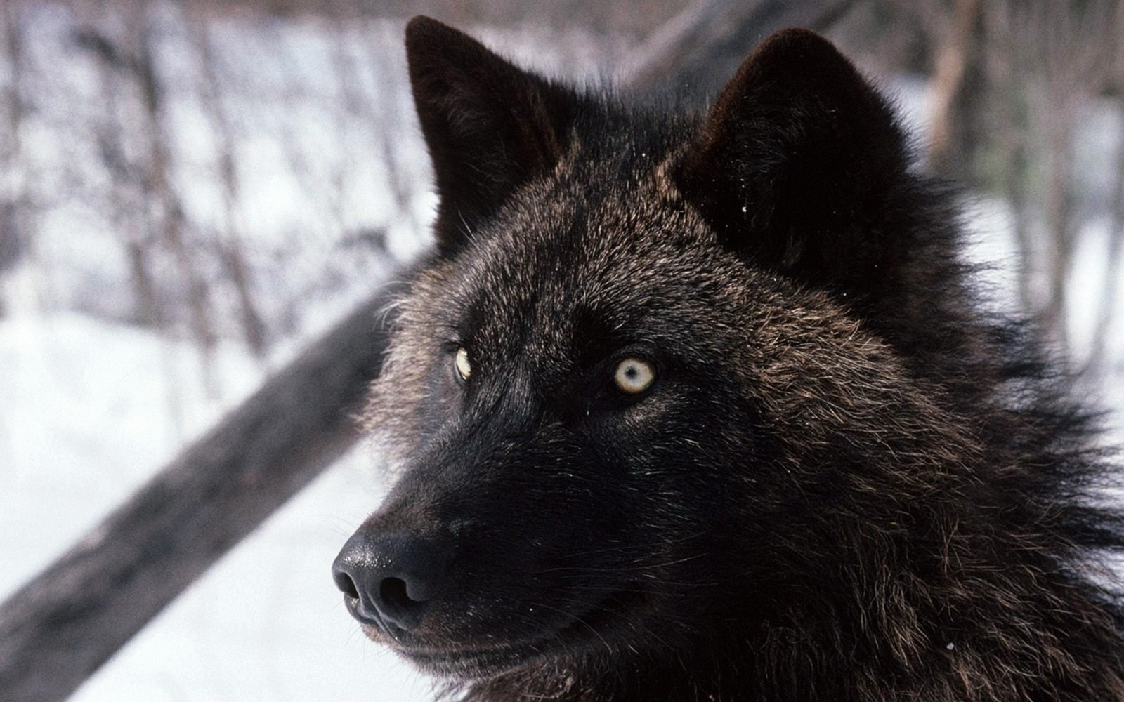 There is a black wolf that is looking at the camera (snout, wildlife, mammal, fur, black wolf)