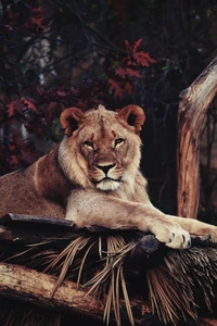 Lion majestueux reposant sur un perchoir naturel, entouré de feuillage et de branches d'arbres.