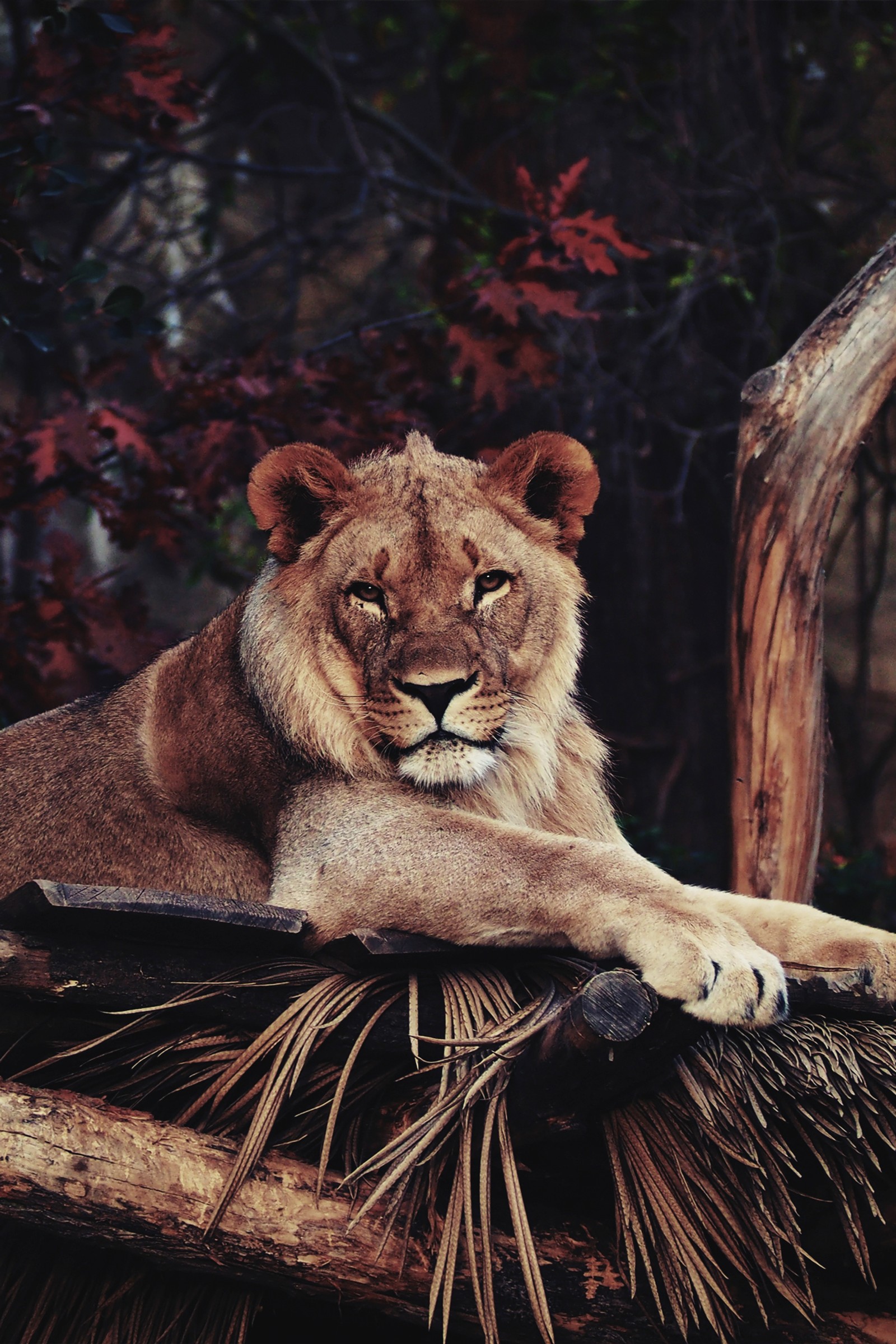 Un lion couché sur une branche d'arbre (le lion, tigre, zoo, grand félin, felidae)